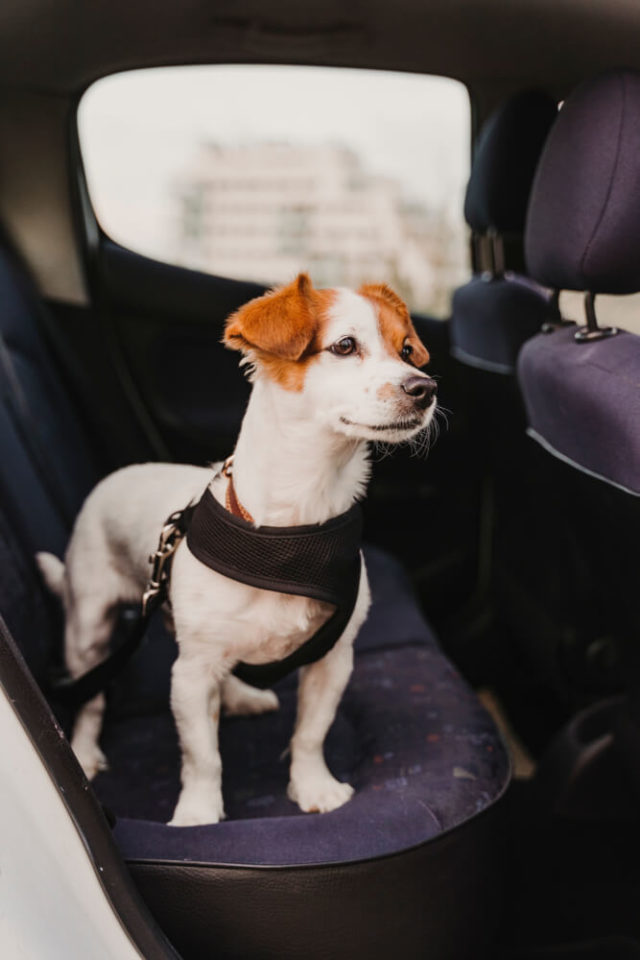 Jack Russell Dog in Restraint